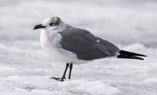 Laughing Gull, Irondequoit Bay  © Clyde Comstock February 27, 2023