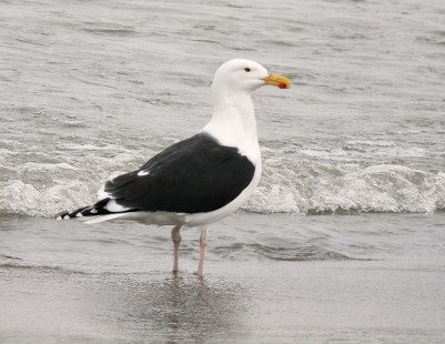 Great Black-backed Gull, Irondequoit Bay Outlet © Candace Giles February 27, 2023