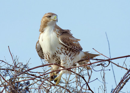 Red-tailed Hawk, Buckland Park © Alan Bloom March 1, 2023