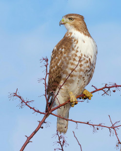 Red-tailed Hawk, Buckland Park © Alan Bloom March 1, 2023