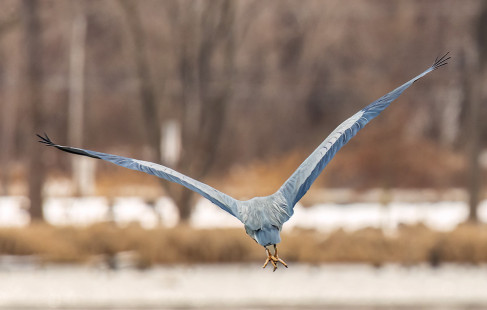 Great Blue Heron, Irondequoit Bay Park West © David Laiacona February 27, 2023