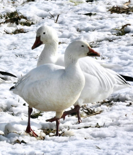 Snow Goose, Hamlin © Eunice Thein March 5, 2023