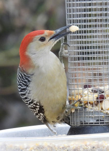 Red-bellied Woodpecker, Irondequoit © Candace Giles March 2, 2023