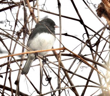 Dar-eyed Junco, Irondequoit © Candace Giles March 2, 2023