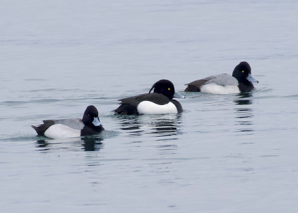 Tufted Duck (center), Lesser Scaup (left and right), Geneva © Alan Bloom March 5, 2023