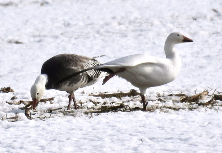 Snow Goose: blue morph (left), white morph (right), Hamlin © Eunice Thein March 5, 2023