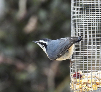 Red-breasted Nuthatch, Irondequoit © Candace Giles March 2, 2023