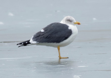 Lesser Black-backed Gull, Braddock Bay South Marina © Alan Bloom March 3, 2023