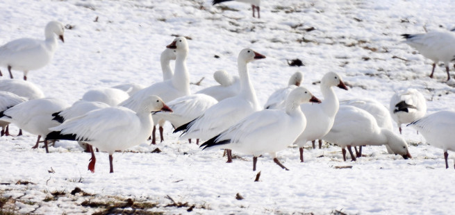 Snow Goose, Hamlin © Candace Giles March 5, 2023