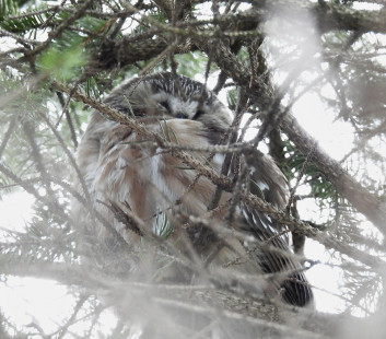 Northern Saw-whet Owl, location withheld © Candace Giles March 3, 2023