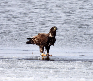 Bald Eagle (imm), Long Pond © Candace Giles March 3, 2023