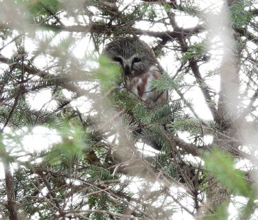 Northern Saw-whet Owl, location withheld © Candace Giles March 3, 2023