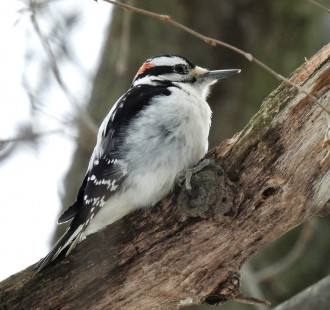 Hairy Woodpecker, Durand Eastman Park © Candace Giles March 2, 2023