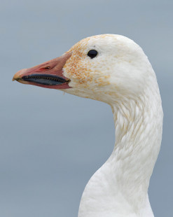 Snow Goose, Geneva © Alan Bloom March 5, 2023