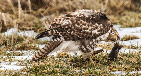Red-tailed Hawk, Buckland Park © David Laiacona March 2, 2023