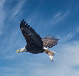 Bald Eagle, LaSalle's Landing Park © Clyde Comstock March 7, 2023