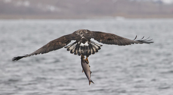 Bald Eagle (imm), Onondaga Lake © Suzie Webster March 5, 2023