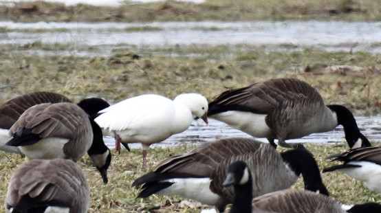 Ross's Goose, Hamlin © Candace Giles March 9, 2023