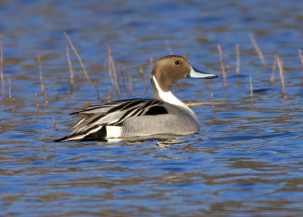 Northern Pintail, Hogan Point Rd. Pond © Alan Bloom March 7, 2023