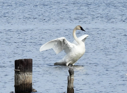 Trumpeter Swan, Lasalle's Landing Park © Candace Giles March 10, 2023