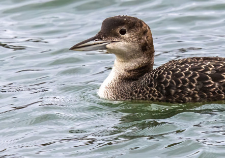 Common Loon, Irondequoit Bay Outlet © David Laiacona March 10, 2023