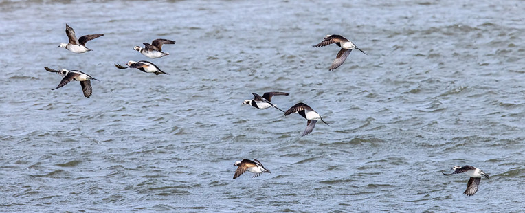Long-tailed Duck, Irondequoit Bay Outlet © David Laiacona March 7, 2023