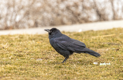 Common Raven, Irondequoit Bay Outlet © David Laiacona March 10, 2023