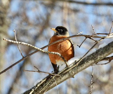 American Robin, Whiting Rd. Nature Preserve © Candace Giles March 15, 2023