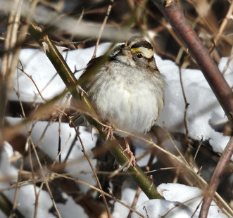 White-throated Sparrow, Whiting Rd. Nature Preserve © Candace Giles March 15, 2023