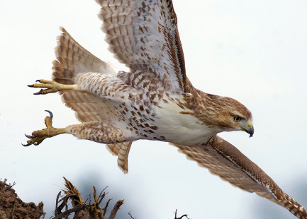 Red-tailed Hawk, Buckland Park © Alan Bloom March 16, 2023