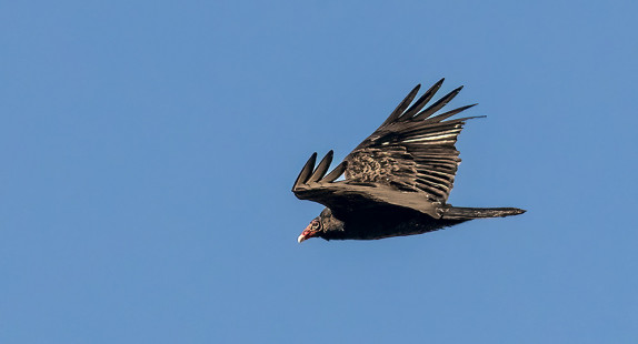 Turkey Vulture, Burger Park © David Laiacona March 15, 2023
