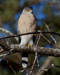 Cooper's Hawk, Greece © Alan Bloom March 15, 2023
