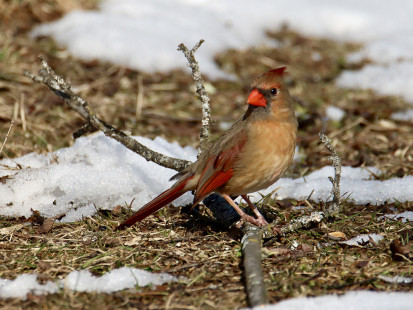 Northern Cardinal, Mendon Ponds Park © Jeffrey Eichner March 16, 2023