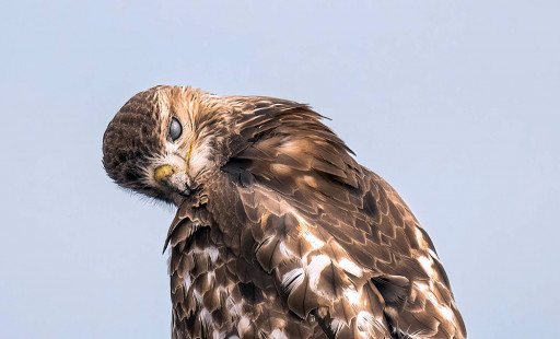 Red-tailed Hawk, Buckland Park © David Laiacona March 16, 2023
