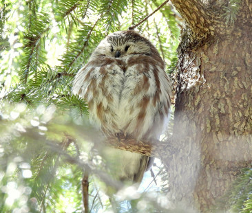 Northern Saw-whet Owl, location withheld © Candace Giles March 20, 2023