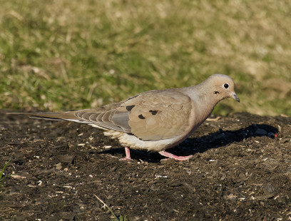 Mourning Dove, Pittsford © Alan Bloom March 20, 2023