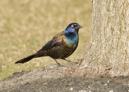 Common Grackle, Pittsford © Alan Bloom March 20, 2023