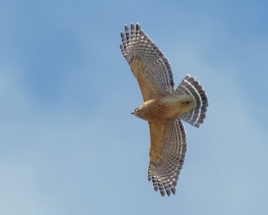 Red-shouldered Hawk, Braddock Bay Hawk Watch © Alan Bloom March 20, 2023