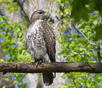 Red-tailed Hawk, Cobbs Hill Park © Dick Horsey May 6, 2023