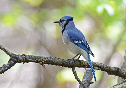 Blue Jay, Cobbs Hill Park © Dick Horsey May 6, 2023