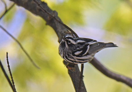 Black-and-white Warbler, Cobbs Hill Park © Dick Horsey May 6, 2023