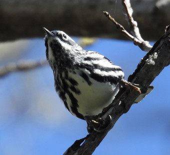 Black-and-white Warbler, Lakeview Community Church Trail © Eunice Thein May 6, 2023