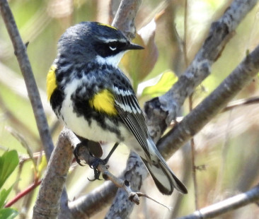 Yellow-rumped Warbler, Greece © Eunice Thein May 6, 2023