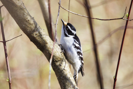 Downy Woodpecker (F), Firehouse Woods © Jeanne Verhulst May 7, 2023