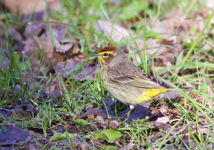 Palm Warbler, Lakeview Community Church Trail © Jeanne Verhulst May 6, 2023