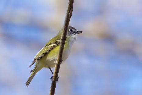 Blue-headed Vireo, Lakeview Community Church Trail © Jeanne Verhulst May 6, 2023