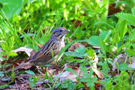 Lincoln’s Sparrow, Firehouse Woods © Jeanne Verhulst May 7, 2023