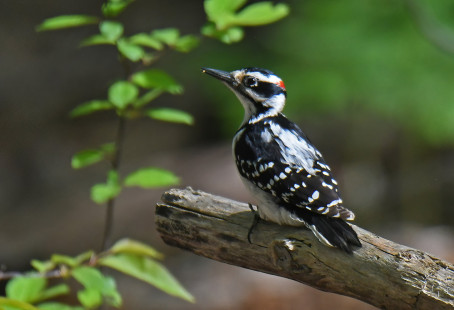 Hairy Woodpecker, Cobbs Hill Park © Dick Horsey May 7, 2023
