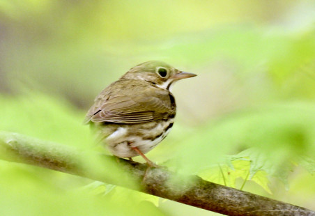 Ovenbird, Cobbs Hill Park © Candace Giles May 7, 2023