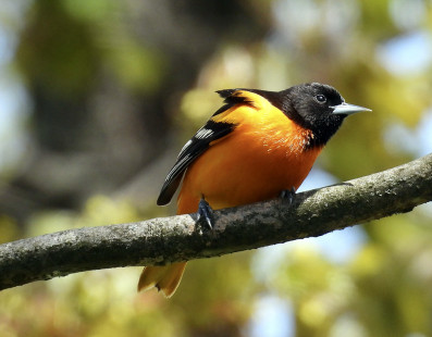 Baltimore Oriole, Four Mile Creek preserve © Eunice Thein May 8, 2023